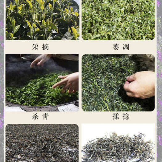 思茅绿茶