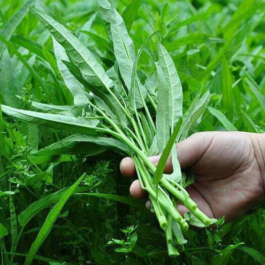邵东市空心菜种籽柳叶通心菜种子四季阳台蔬菜种子盆栽菜园