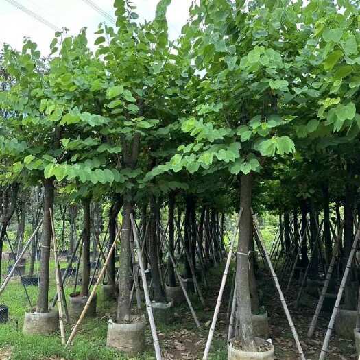 揭阳红花紫荆5～20公分 量大价优
