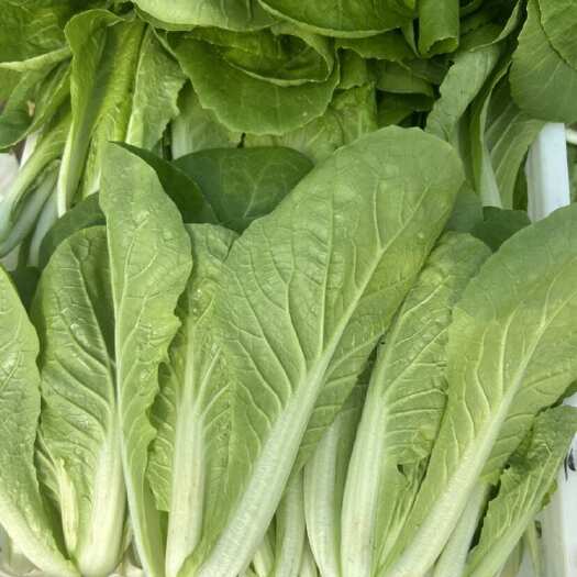 曹县小白菜，快菜