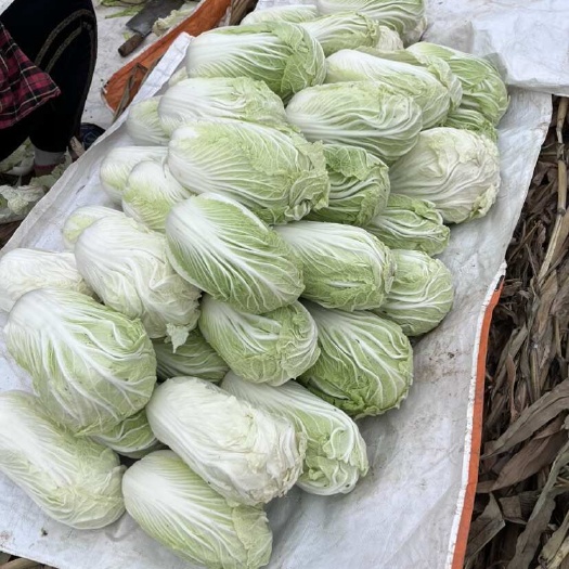 宝鸡宝鸡凤翔青杂三号白菜大量上市，量大从优