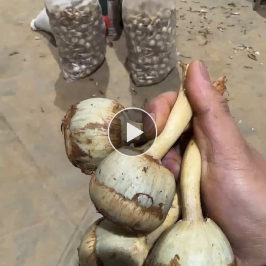 陆良县精品蓝茨菇，基地自产自销