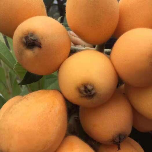  枇杷