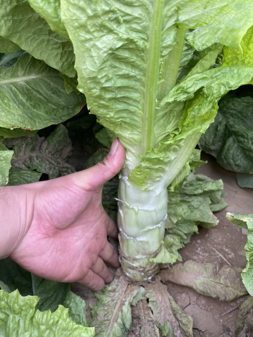 渭南市華州區(qū)萵筍大量上市，貨源充足質(zhì)量保證支持視頻看貨