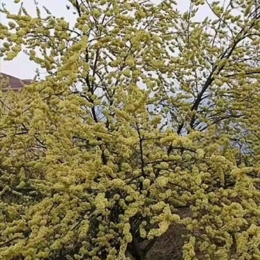 荔浦市木姜子袋苗（山苍子，山胡椒）改良高产