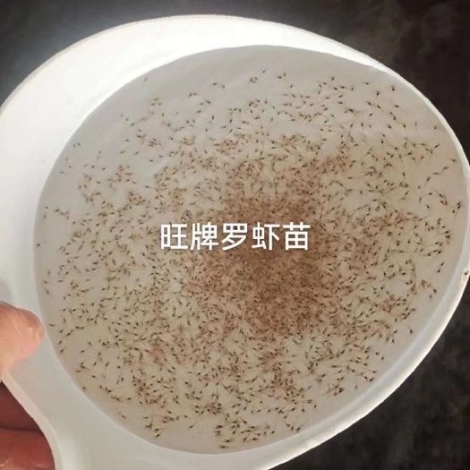 中山市罗氏虾工厂供货，十万尾起购
