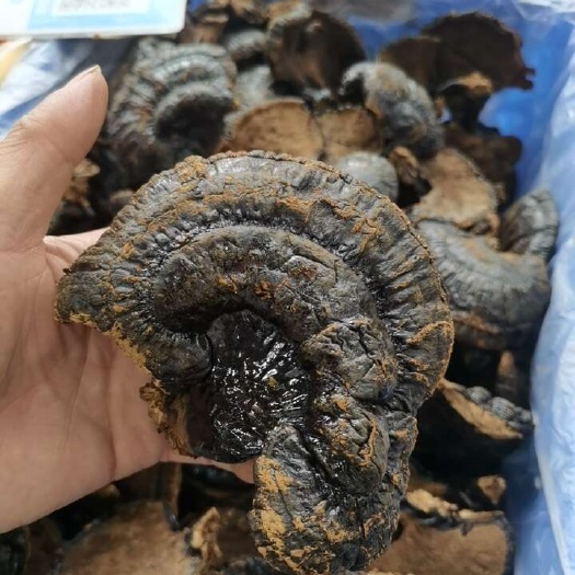广州山东黑灵芝
