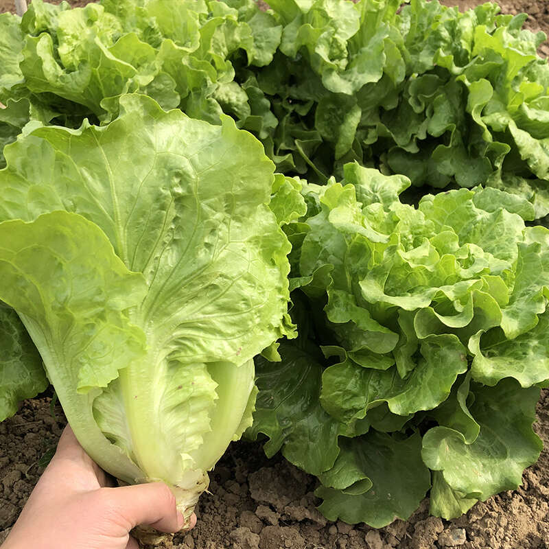 生菜八毛