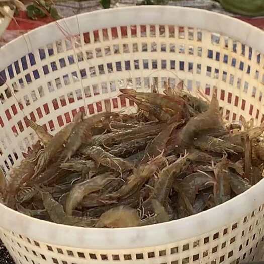 珠海海南根德对虾苗快大均匀好养