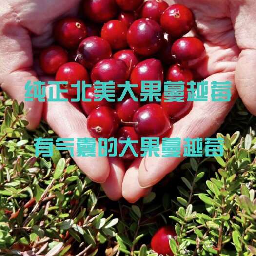 北美大果带气囊的蔓越莓苗产地直发盆栽地栽均可种植