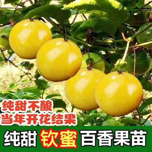 灵山县新品百香果苗正品钦密九号百香果嫁接苗盆栽地栽种植四季结果
