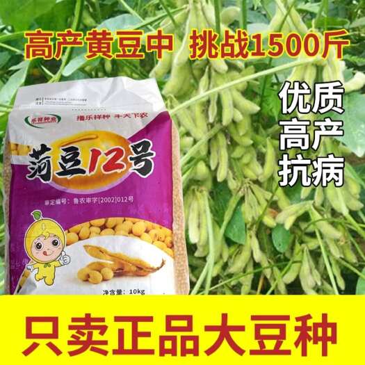 郑州厂家直发：荷豆12黄豆种子优质黄豆种子