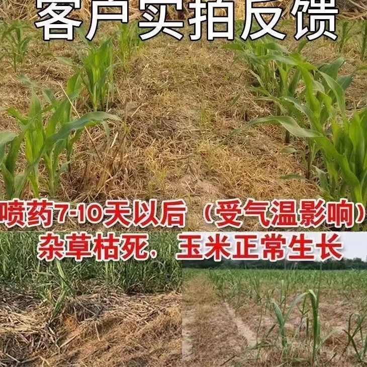 烟嘧莠去津烟密磺隆玉米苗后专用除草剂农药