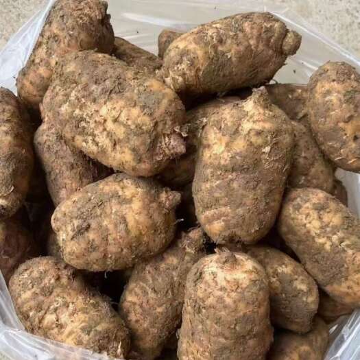 大方县云上乌天麻