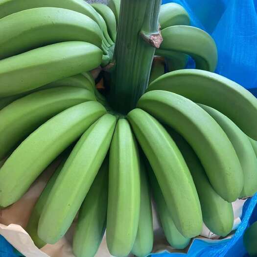 【支持一件代发】云南香蕉新鲜采摘，不泡药不催熟，软糯香甜
