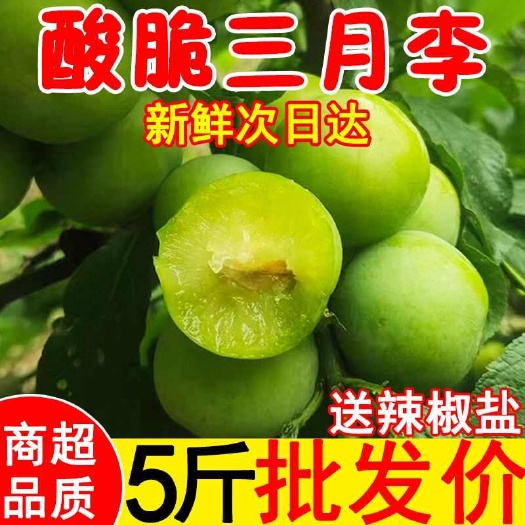 信宜市【现摘速发】三月李新鲜现摘青李酸脆李当季孕妇水果早熟三华李子