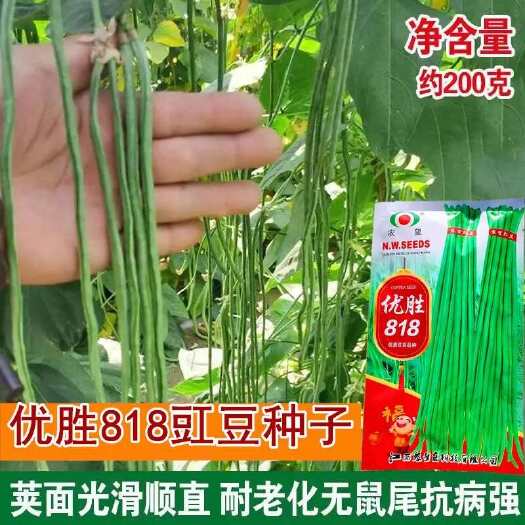 沭阳县长豆角种子农望美星优胜长条早中熟高产抗病耐热耐湿杂交豇豆种子