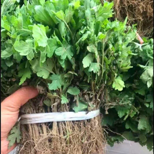 大冶市各种菊花苗、基地直供，代育工程绿化苗