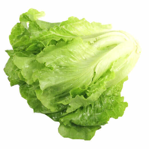生菜八毛