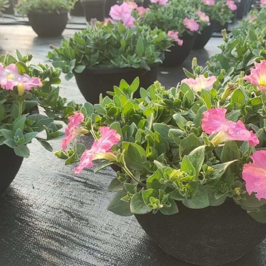 成都牵牛花，矮牵牛，垂吊牵牛，成都基地