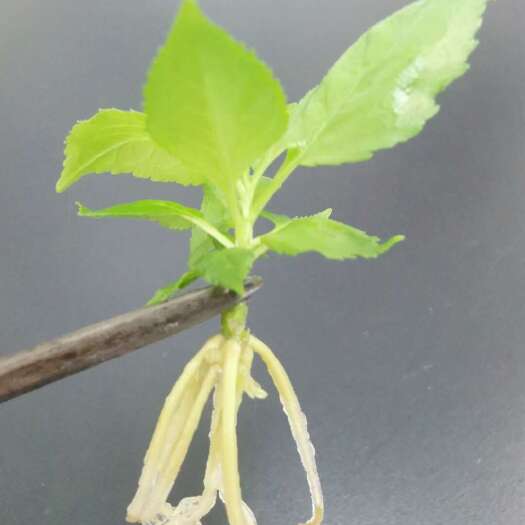 冠县樱桃组培苗（穴盘苗、瓶苗）