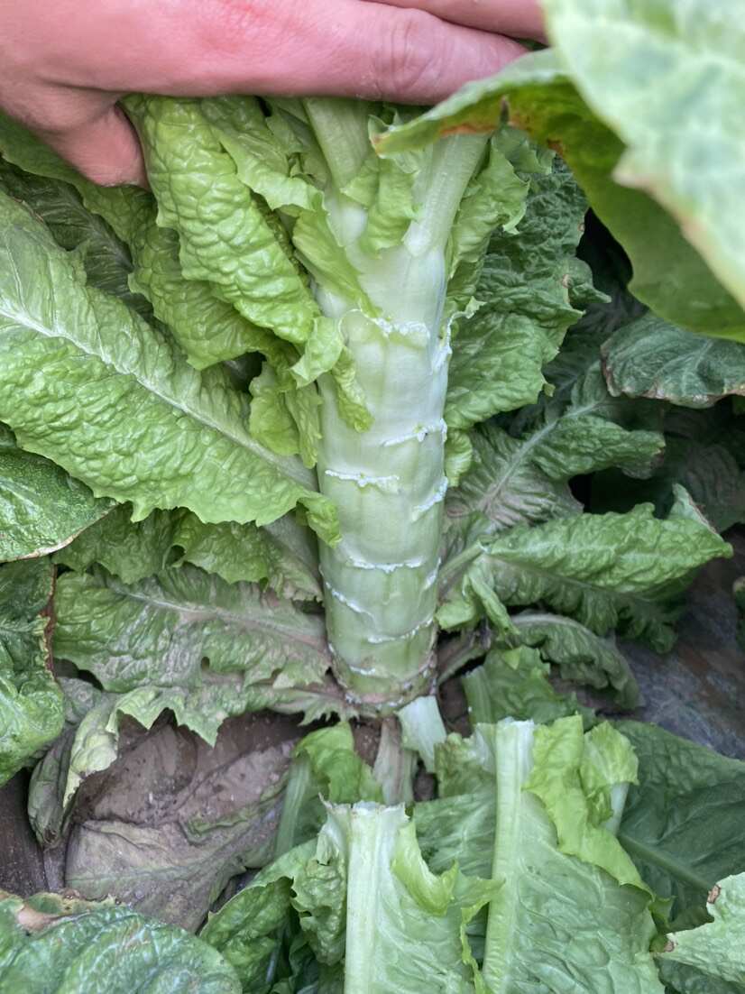 渭南市華州區(qū)萵筍大量上市，貨源充足質(zhì)量保證支持視頻看貨