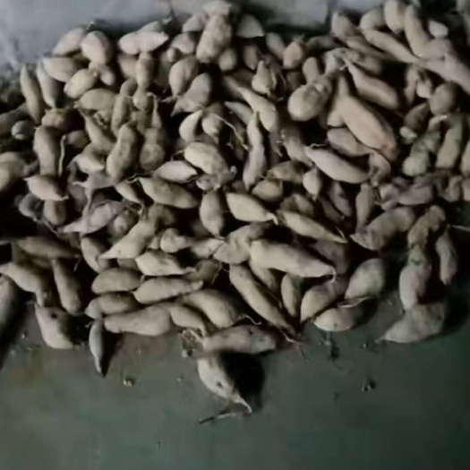  苕子种子