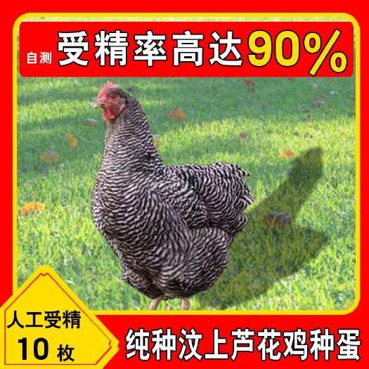 嘉祥县【包邮】纯种芦花鸡种蛋受精蛋人工授精受精率90%
