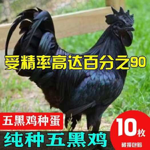 嘉祥县【包邮】五黑鸡种蛋受精蛋绿壳土鸡种蛋受精90%