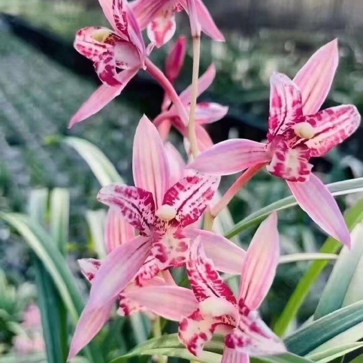 南靖县浓香型兰花苗盆栽室内阳台绿植兰花 建兰四季兰 红猫蕊蝶
