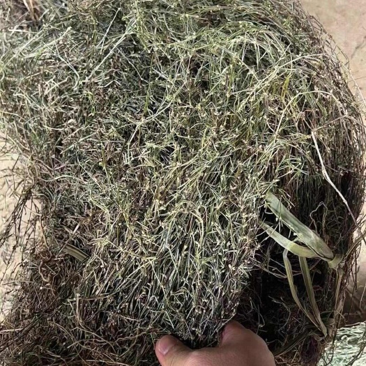 云县白花蛇舌草