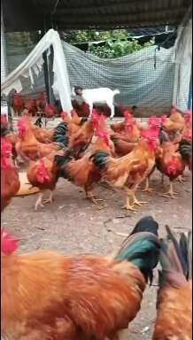 380红玉鸡苗，防疫做好发货，肉质好，运输死亡包赔