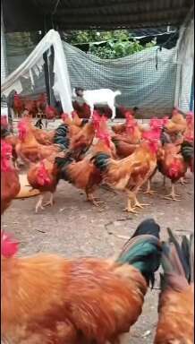 衡阳县380红玉鸡苗，防疫做好发货，肉质好，运输死亡包赔