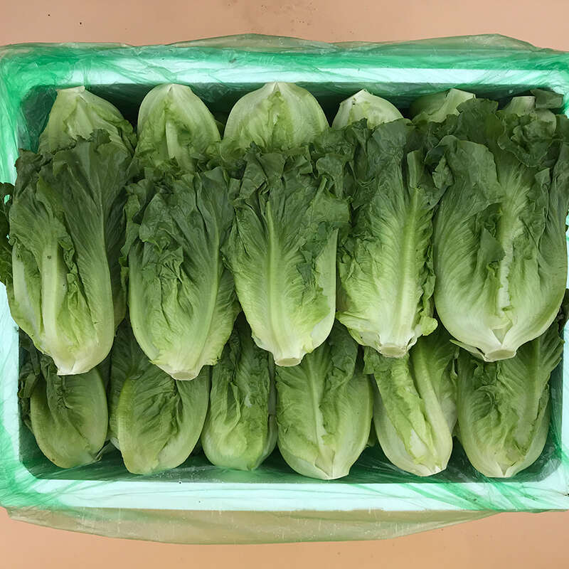 生菜八毛