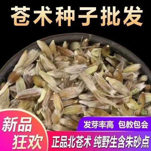 淮安北苍术种子南北方朱砂点苍术籽野生仓术茅苍术四季播种头菜赤种苗