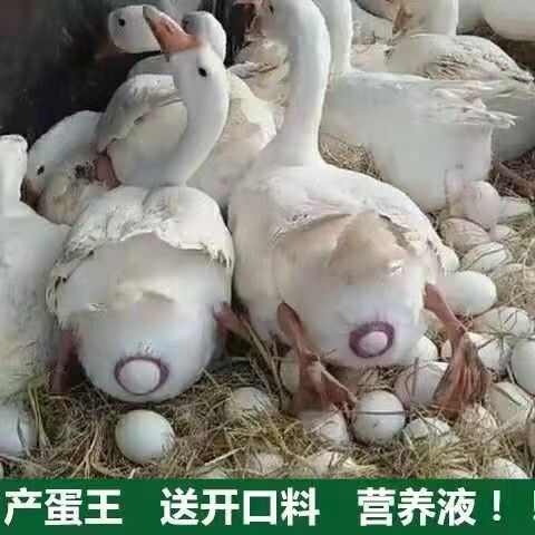 杂交鹅鹅苗，做好疫苗发货，运输死亡包赔，厂家直销