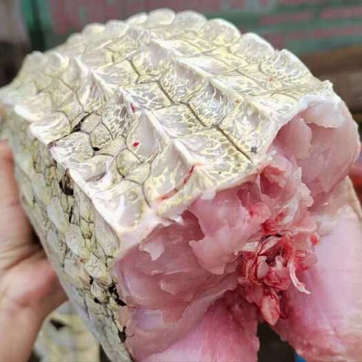 合浦县批发人工养殖鳄鱼，死活都有苗也有