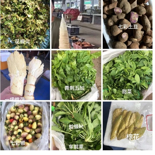 昆明云南各种山茅野菜批发，量大从优