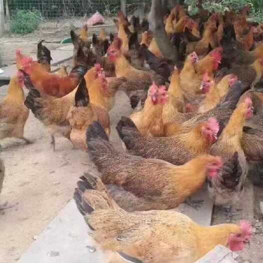 泸县巜麻羽蛋鸡苗，年产蛋320枚左右》包运输，包防疫，死亡包赔