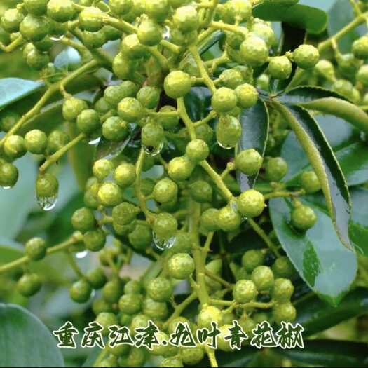 重庆市青花椒