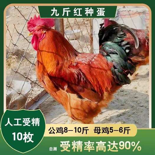 曹县【包邮】九斤红鸡种蛋受精蛋大型肉鸡土鸡红玉鸡380种蛋