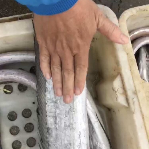 北海本港带鱼，可以加工切段