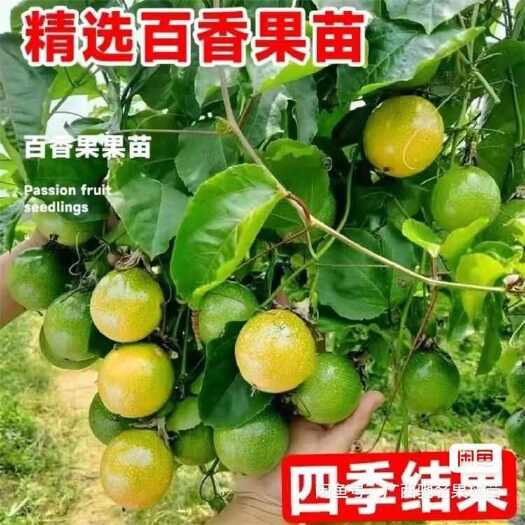 灵山县钦密九号纯甜嫁接百香果苗纯香甜黄金百香果盆栽地栽四季不断结果