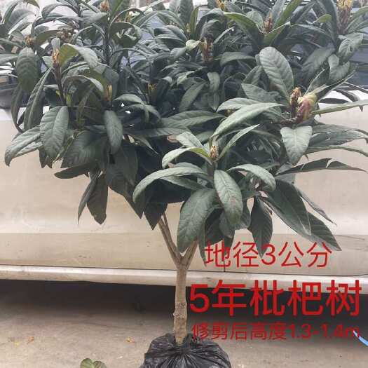 台州正宗台州5年枇杷树白沙/大红袍带土球包邮168元