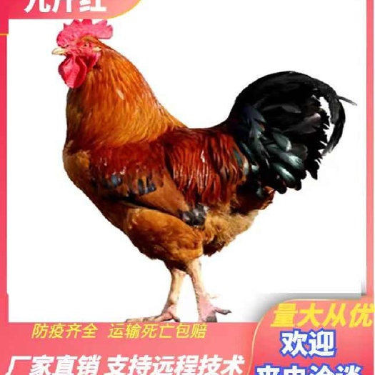 九斤红鸡苗，包疫苗做好发货，成年鸡体重7-9斤，运输死亡包赔