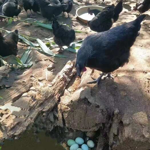  五黑鸡