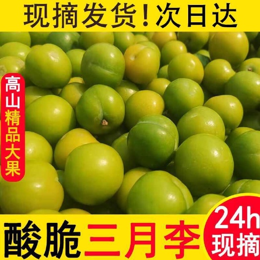 信宜市【现摘速发】三月李新鲜现摘青李酸脆李当季孕妇水果早熟三华李子