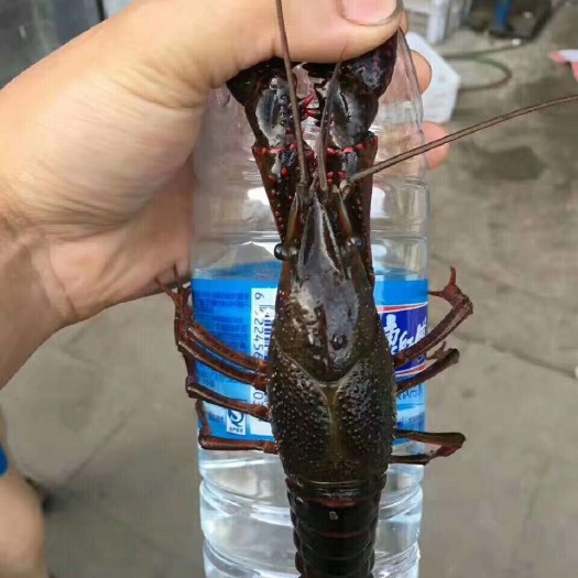 济宁龙虾