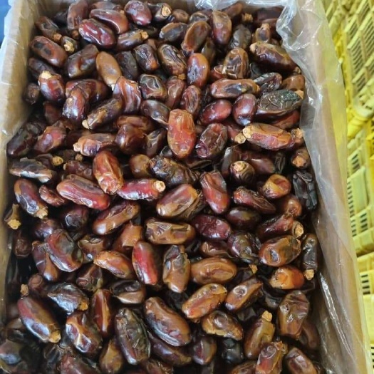 沈阳伊朗椰枣
