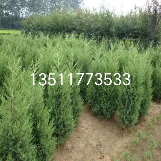 沭阳县高1米5蜀桧，（又叫柏树，快柏）